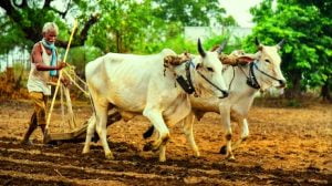 Maharashtra Farming