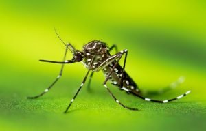 Mosquito fire