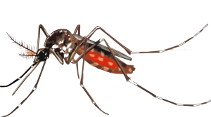 mosquito